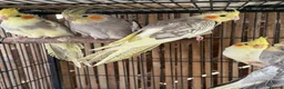 Cockatiels birds for sale: BEAUTIFUL Cockatiels FOR SALE - Advert 2