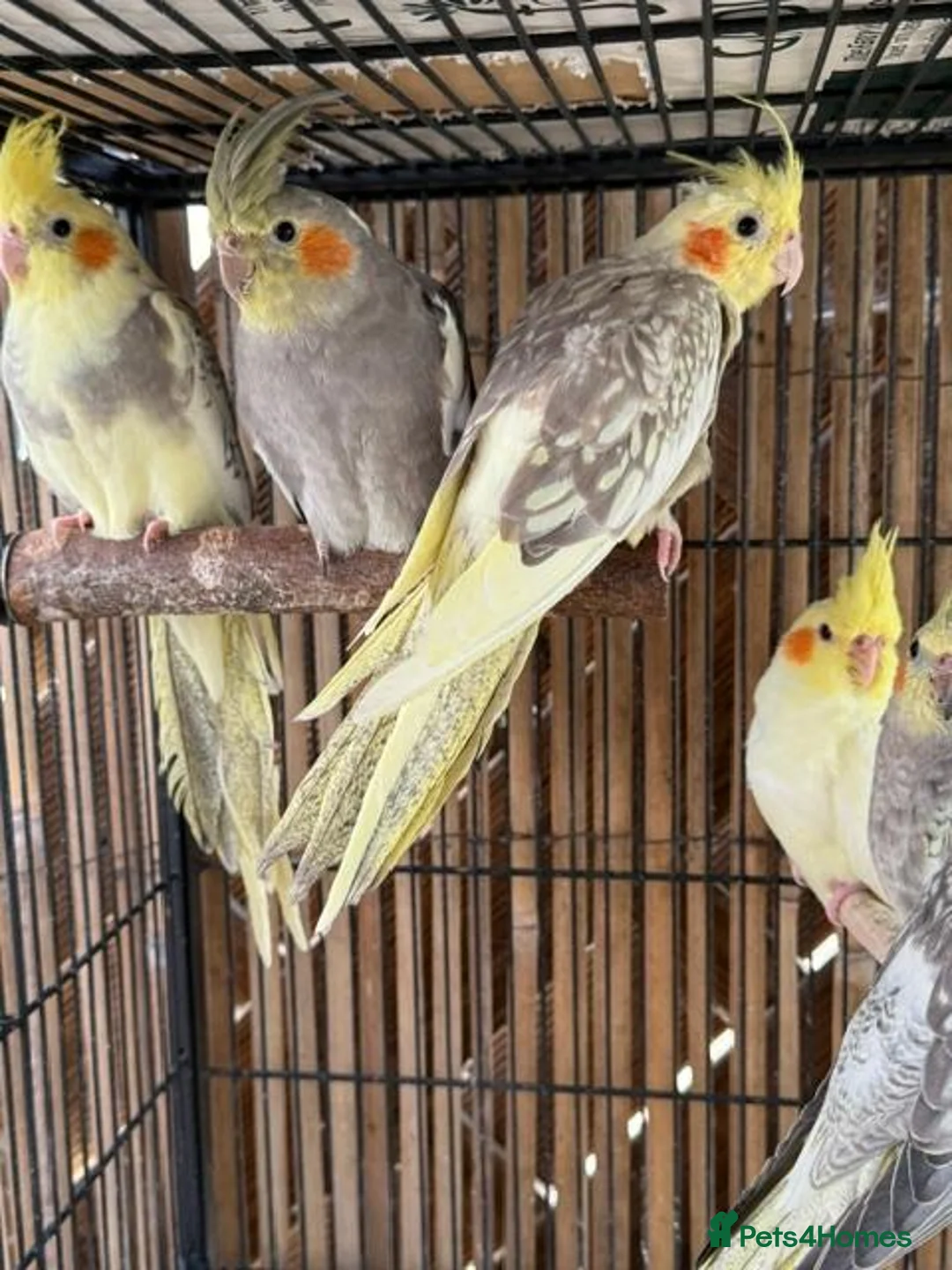 Cockatiels birds for sale: BEAUTIFUL Cockatiels FOR SALE - Advert 2