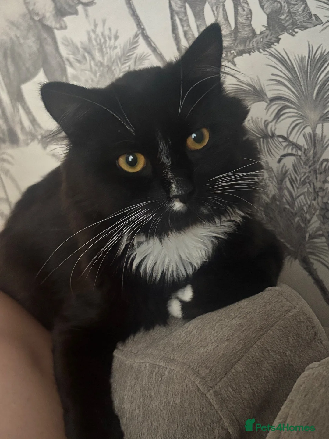 Mixed Breed cats for sale: For the perfect home x  - Advert 2