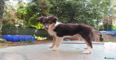 Mixed Breed dogs - Advert 6