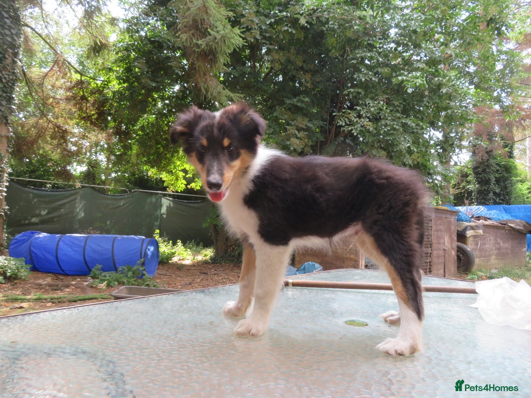 Mixed Breed dogs for sale: Rough collie cross  - Image 2