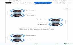 Rottweiler dogs for sale: Rottweiler puppies  - Image 20