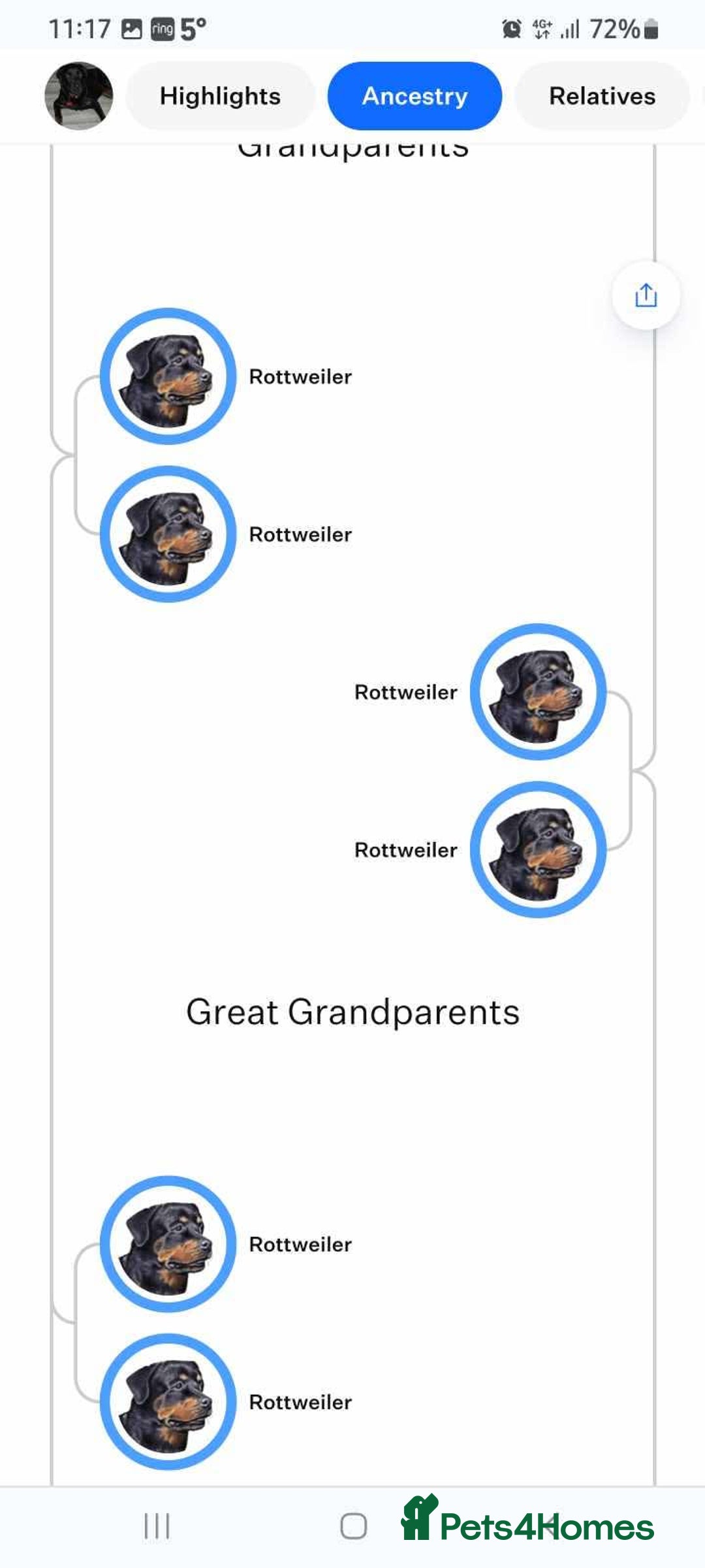 Rottweiler dogs for sale: Rottweiler puppies  - Image 20