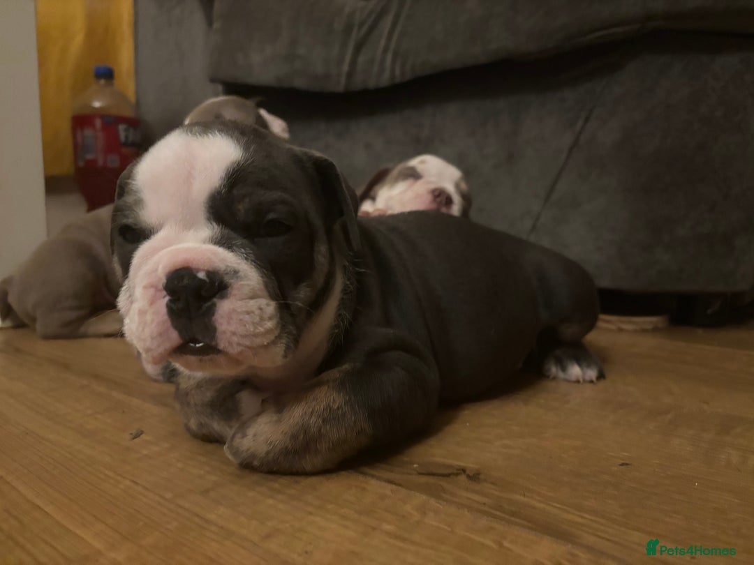 Olde English Bulldogge dogs for sale: Olde English bulldogs puppies  - Image 31