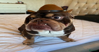 English Bulldog dogs - Advert 8