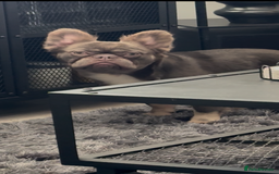 French Bulldog dogs for sale: Fluffy French bulldog and big rope French bulldog - Image 2