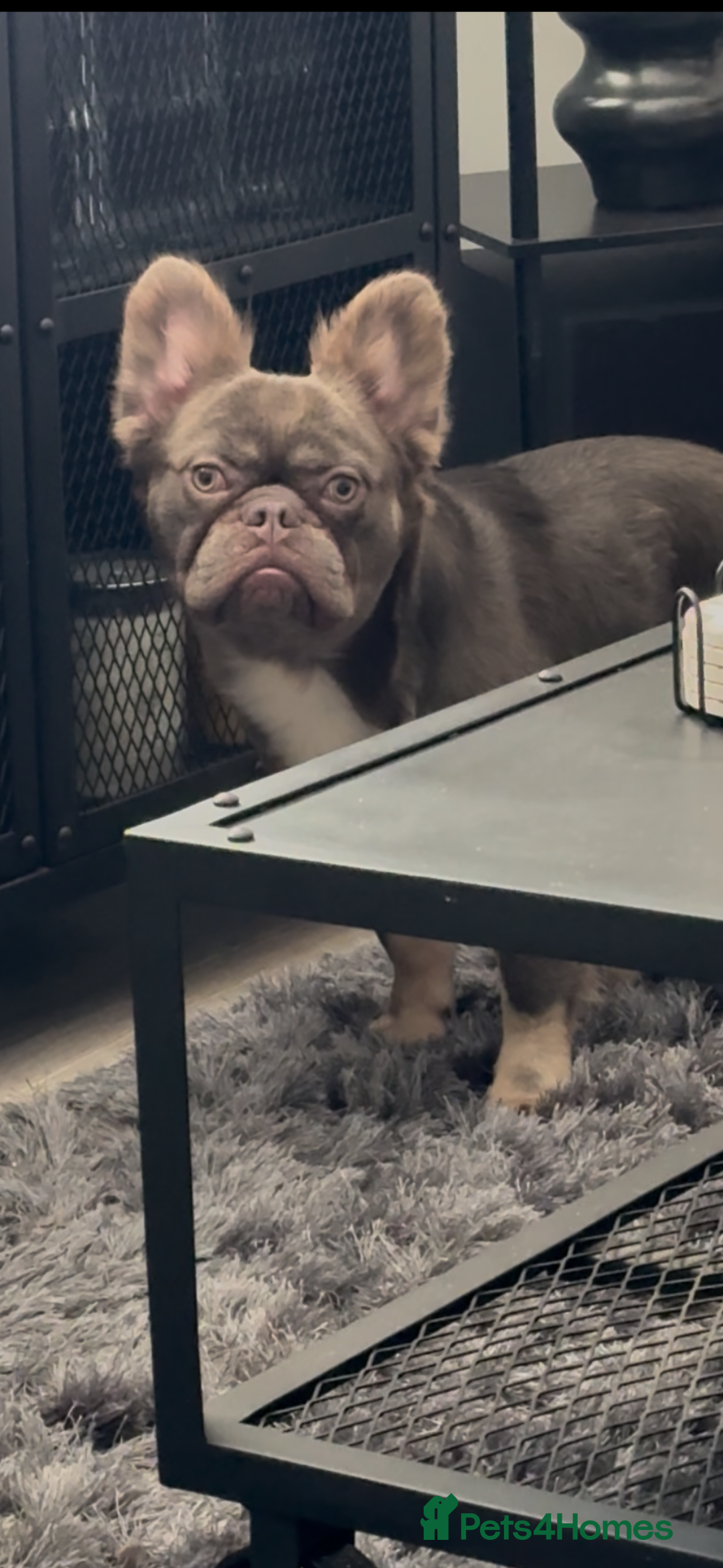French Bulldog dogs for sale: Fluffy French bulldog and big rope French bulldog - Image 2