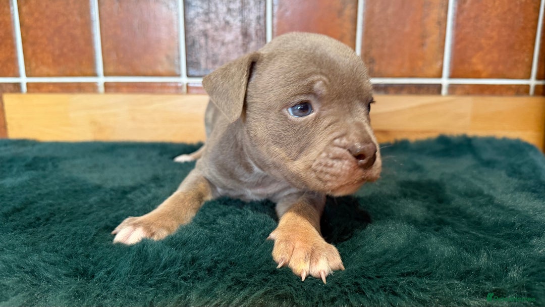 Olde English Bulldogge dogs for sale: Old English Bulldog PUPPIES 👀‼️ - Advert 8