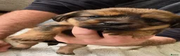 Mixed Breed dogs for sale: Jack Tzu Puppies - Advert 9