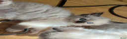 Ragdoll cats for sale: Stunning ragdoll kittens - Advert 22