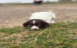 English Springer Spaniel dogs for sale: Working Springer Spaniels  - Image 7