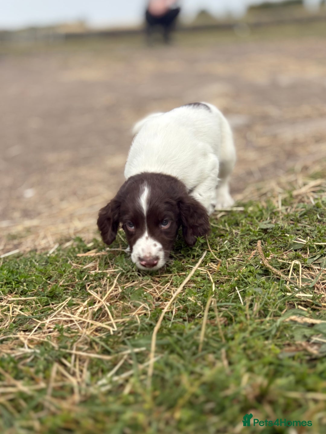 English Springer Spaniel dogs for sale: Working Springer Spaniels  - Image 7