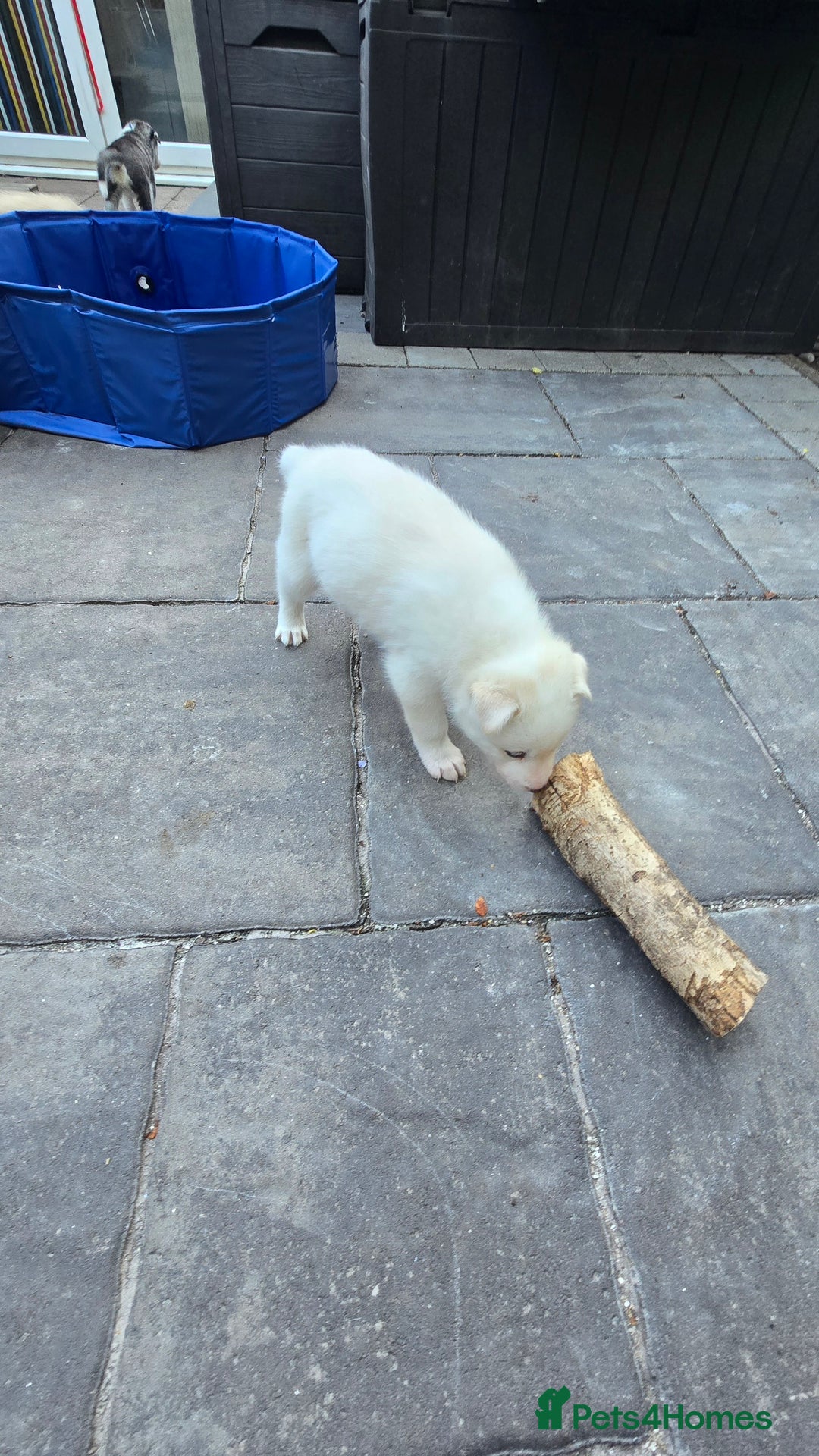 Siberian Husky dogs for sale: Siberian husky pups  - Image 18