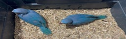 Ringnecks birds for sale: HAND REARED INDIAN RING NECK - Advert 3