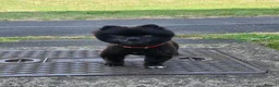 Pomeranian dogs for sale: 2 yesr old pomeranian  in Shildon - Advert 1