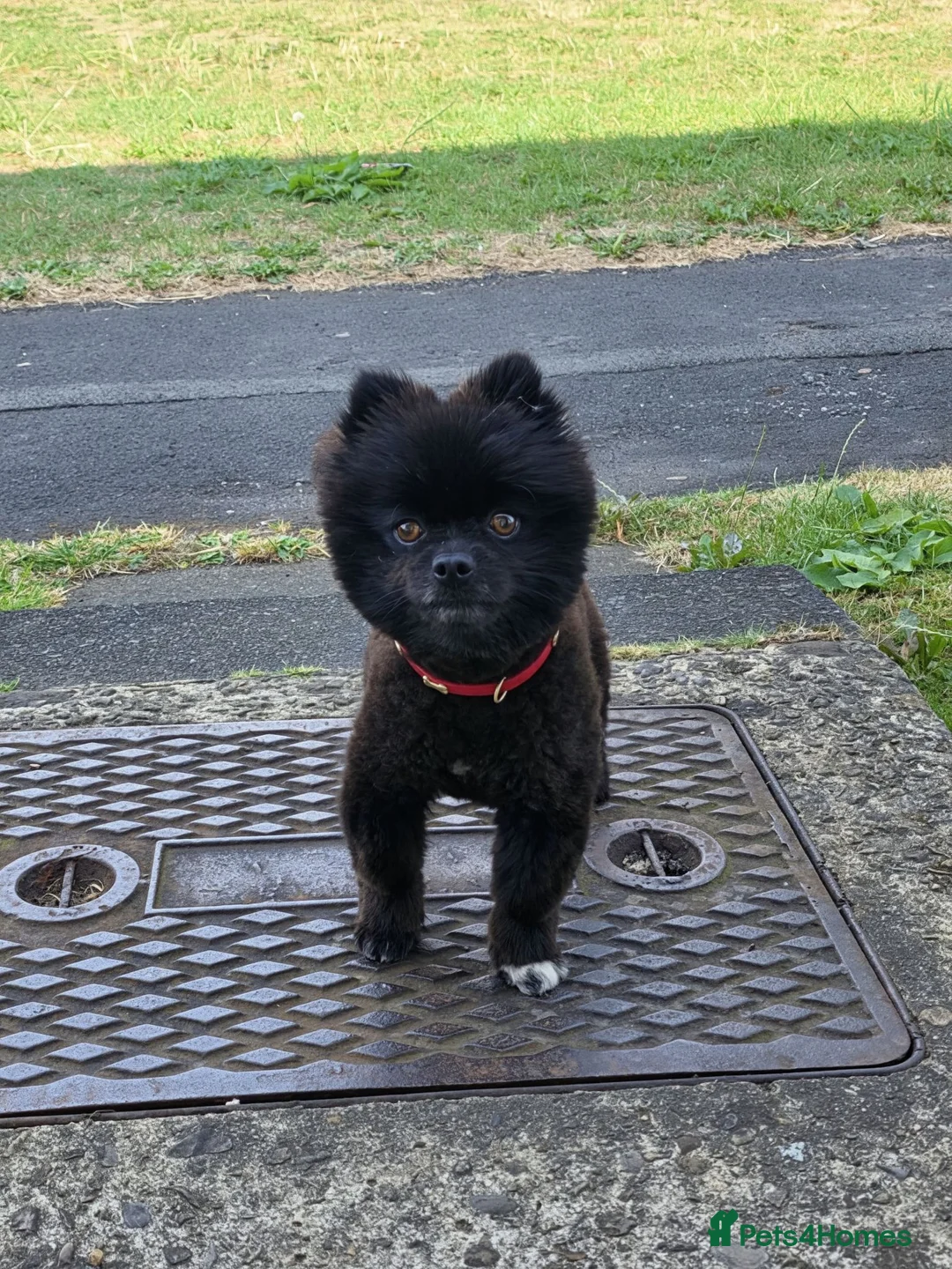Pomeranian dogs for sale: 2 yesr old pomeranian  in Shildon - Advert 1