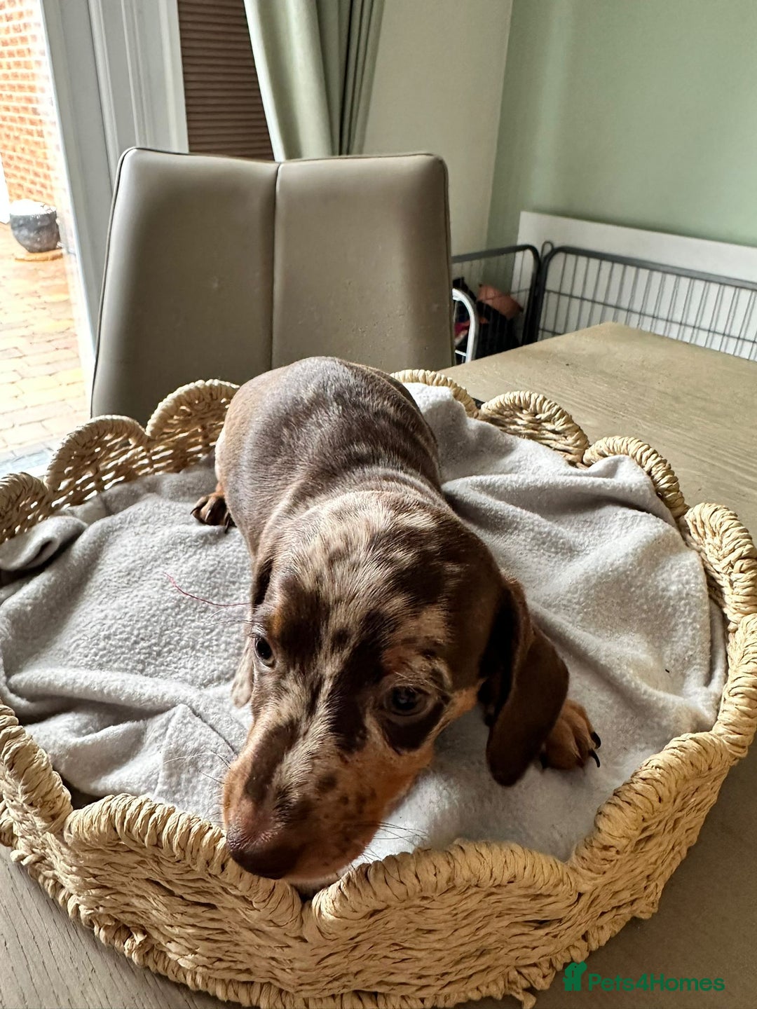 Miniature Dachshund dogs for sale: Adorable Dachshund Puppies  - Image 7