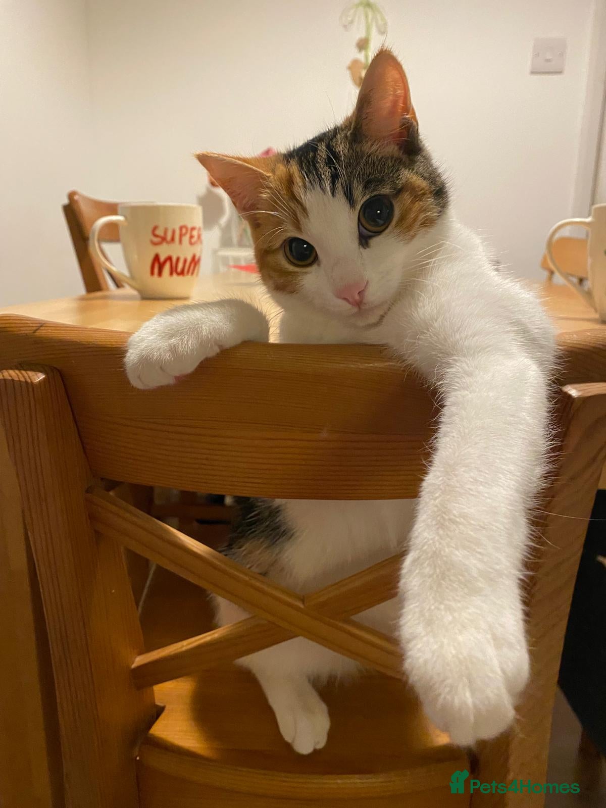 Mixed Breed cats Looking for new home for my gorgeous girl - Advert 14