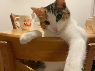 Mixed Breed cats Looking for new home for my gorgeous girl - Advert 14