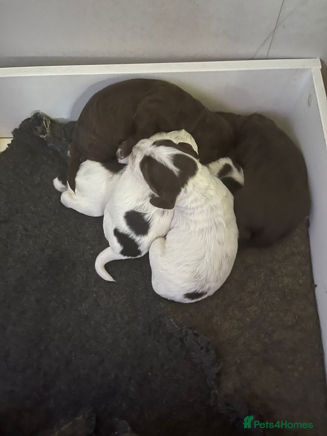 Sprocker dogs for sale: Beautiful Sprocker puppies  - Image 21