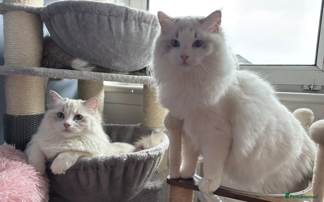 Ragdoll cats for sale: Two The last Boys Pedigree Ragdoll  Available - Advert 18