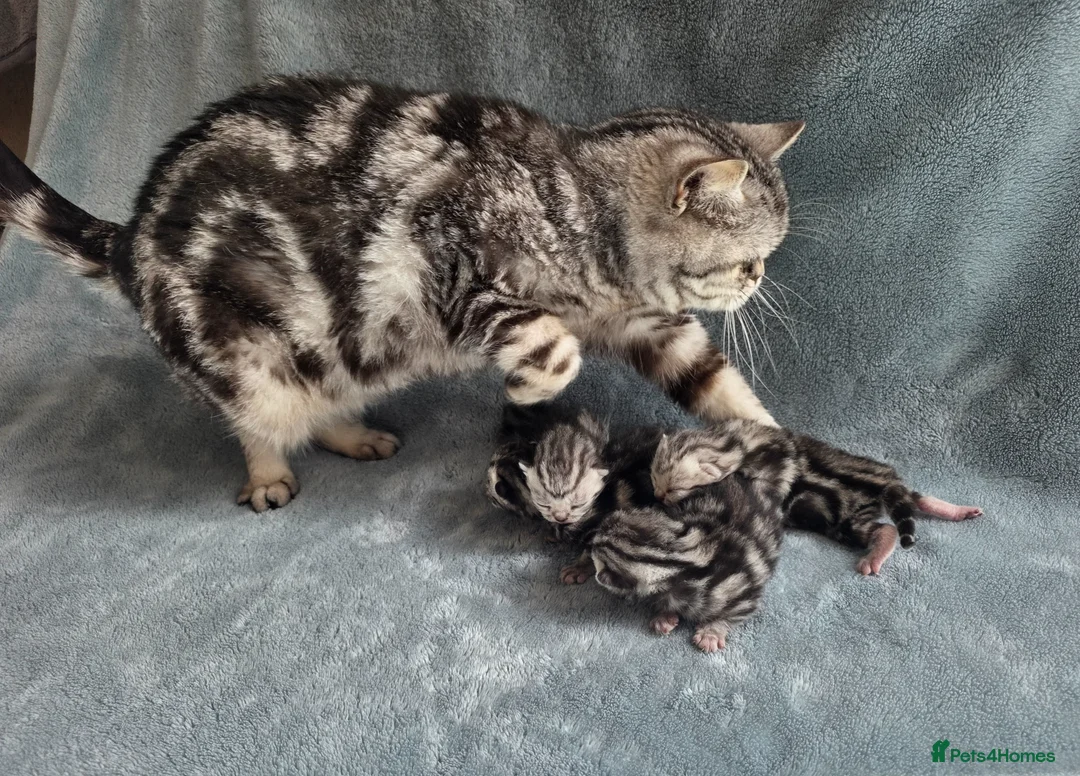 British Shorthair cats for sale: Show quality GCCF Silver Tabbies  in Rochester - Advert 2