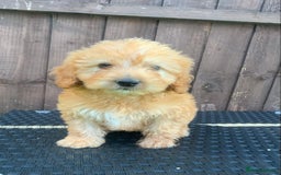 Cockapoo dogs for sale: 1 boy available F1 cockapoo puppy’s  - Image 2