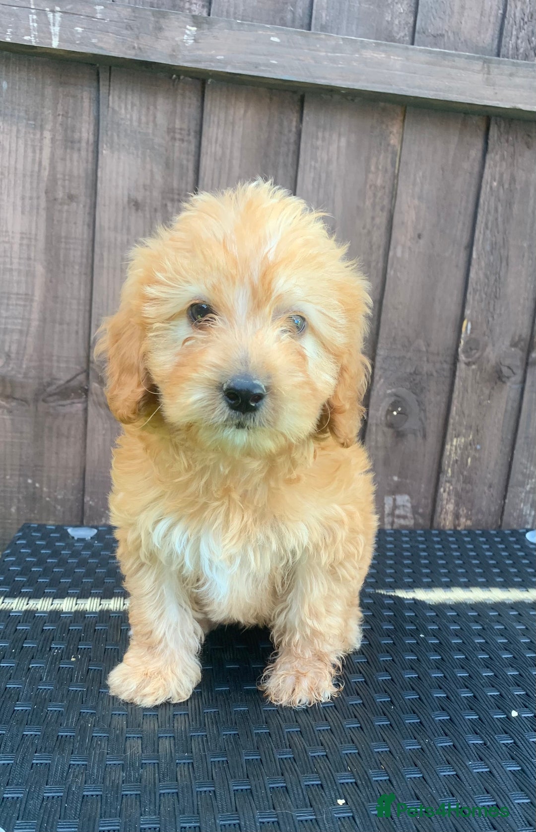 Cockapoo dogs for sale: 1 boy available F1 cockapoo puppy’s  - Image 2