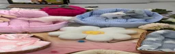 Munchkin cats for sale: Turkish Angora x Munchkin male and female  - Advert 35