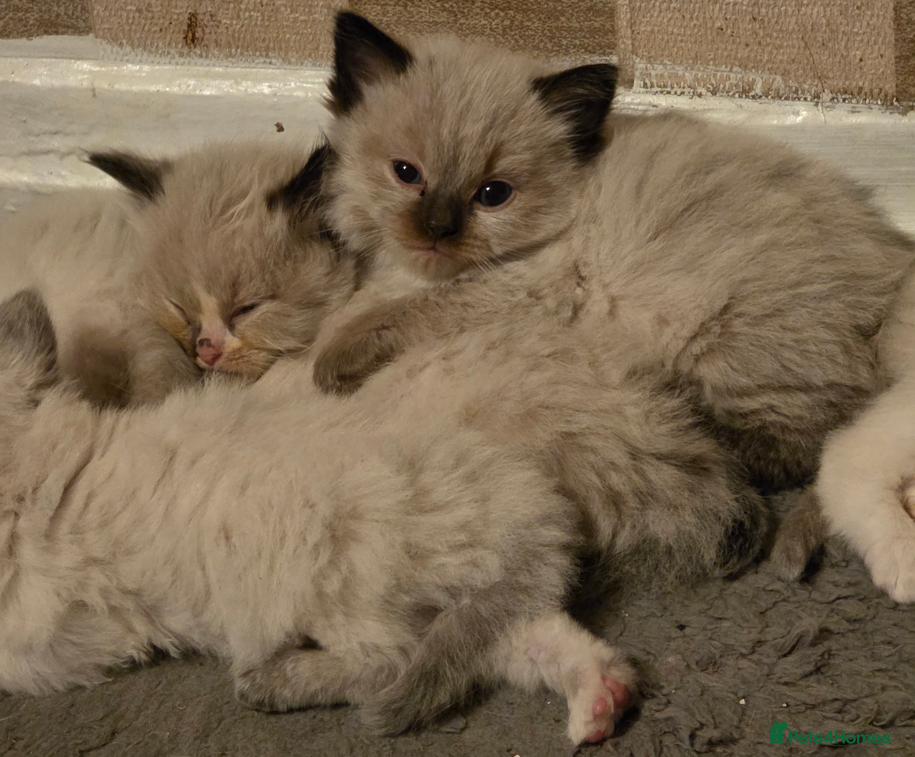 Ragdoll cats for sale: Gorgeous ragdoll kittens  - Advert 18