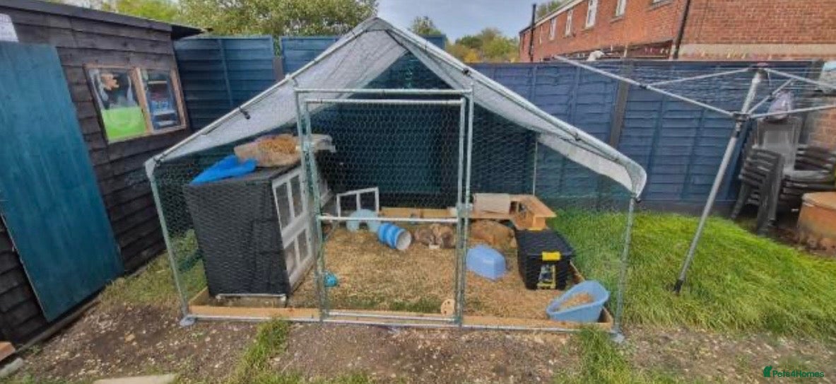 Mixed Breed rabbits 3 male rabbits and full set up  - Advert 17