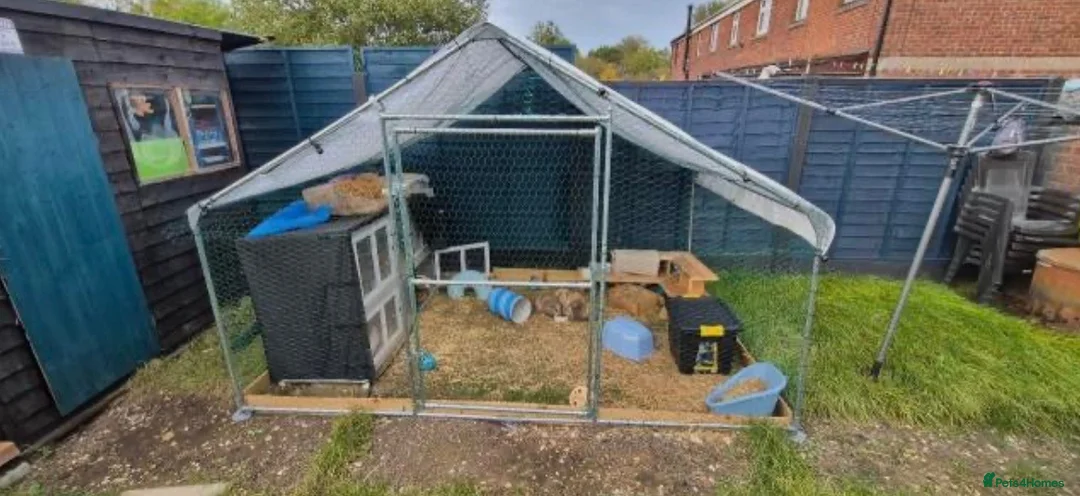 Mixed Breed rabbits for sale: 3 male rabbits and full set up  in Bristol - Advert 1