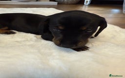Dachshund dogs for sale: Dachshunds for sale   - Image 30
