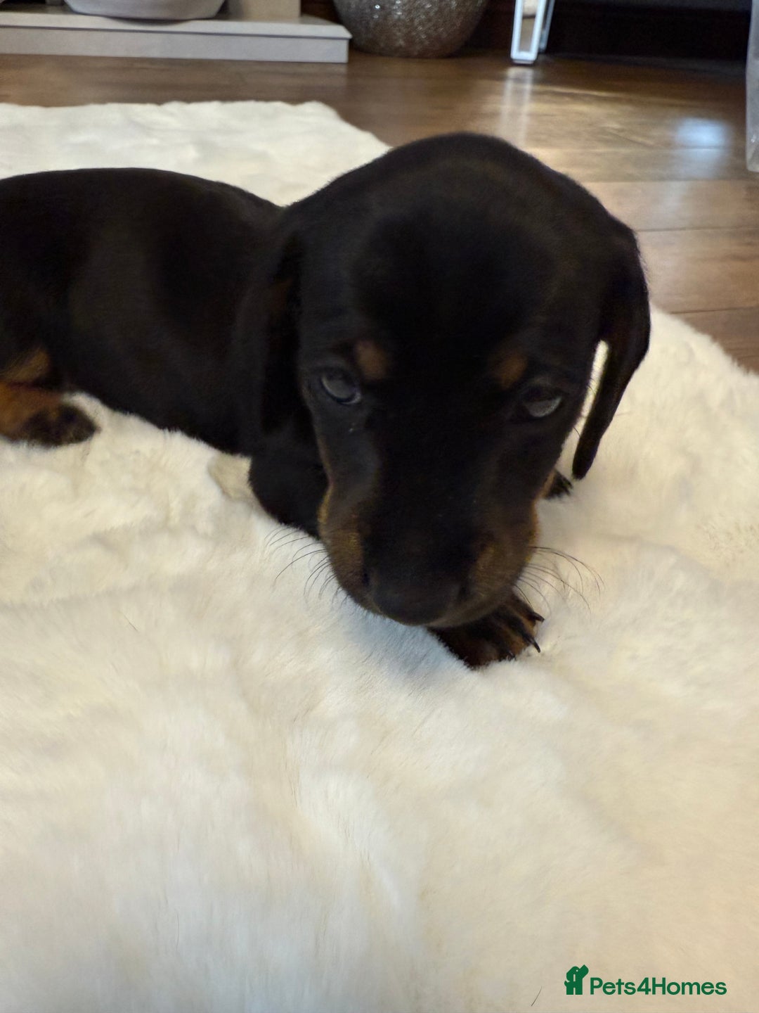 Dachshund dogs for sale: Dachshunds for sale   - Image 30