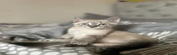 Mixed Breed cats for sale: 3 beautiful kittens for sale  - Advert 13
