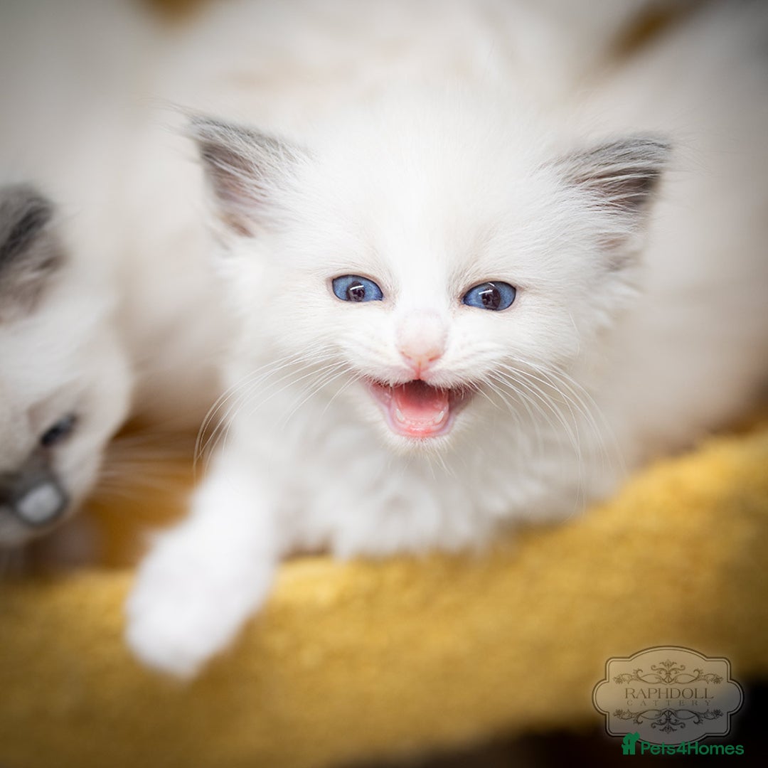 Ragdoll cats for sale: Ragdoll Bicolor Kitten Girl TICA REDUCED!!! - Image 4