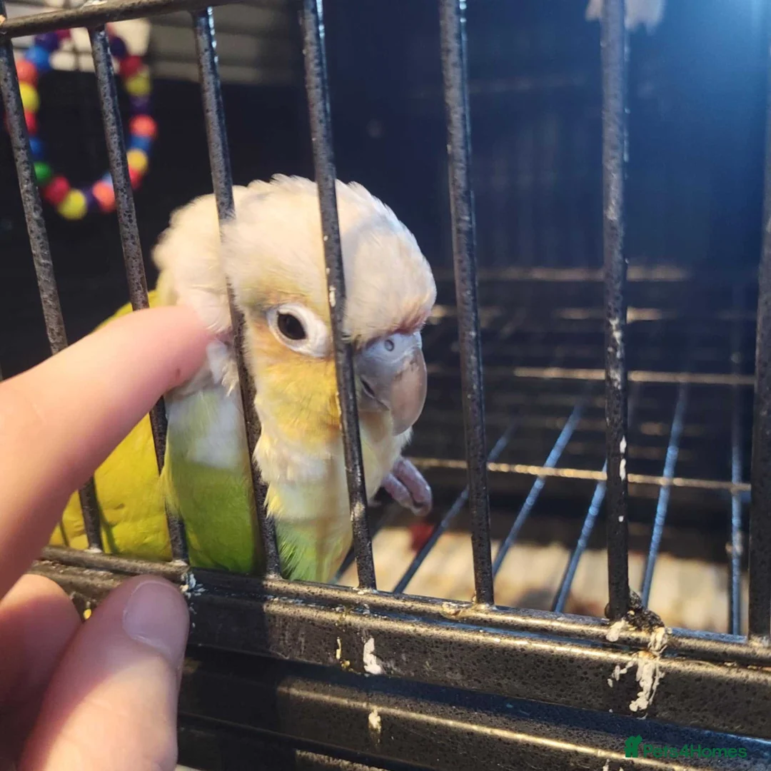 Conures birds for sale: Rehoming Max - Advert 6