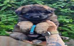German Shepherd dogs for sale: German shepherd puppies KC register  - Image 15
