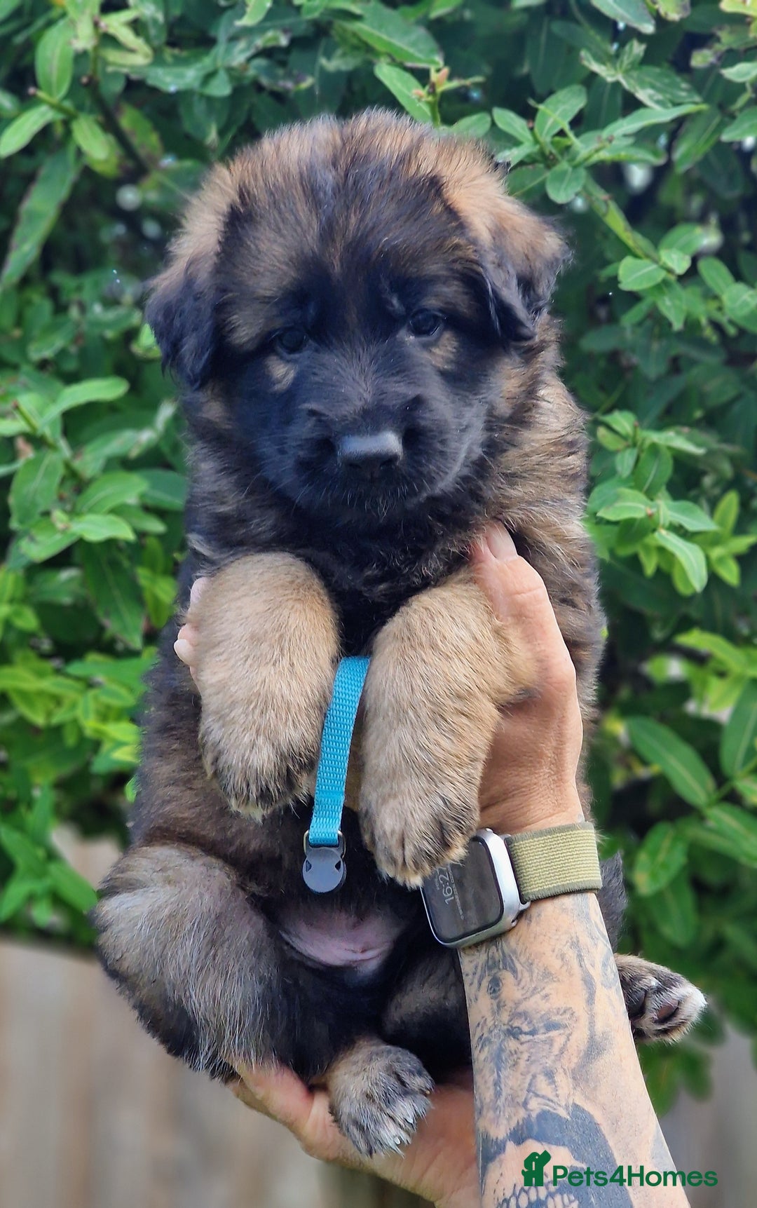 German Shepherd dogs for sale: German shepherd puppies KC register  - Image 15