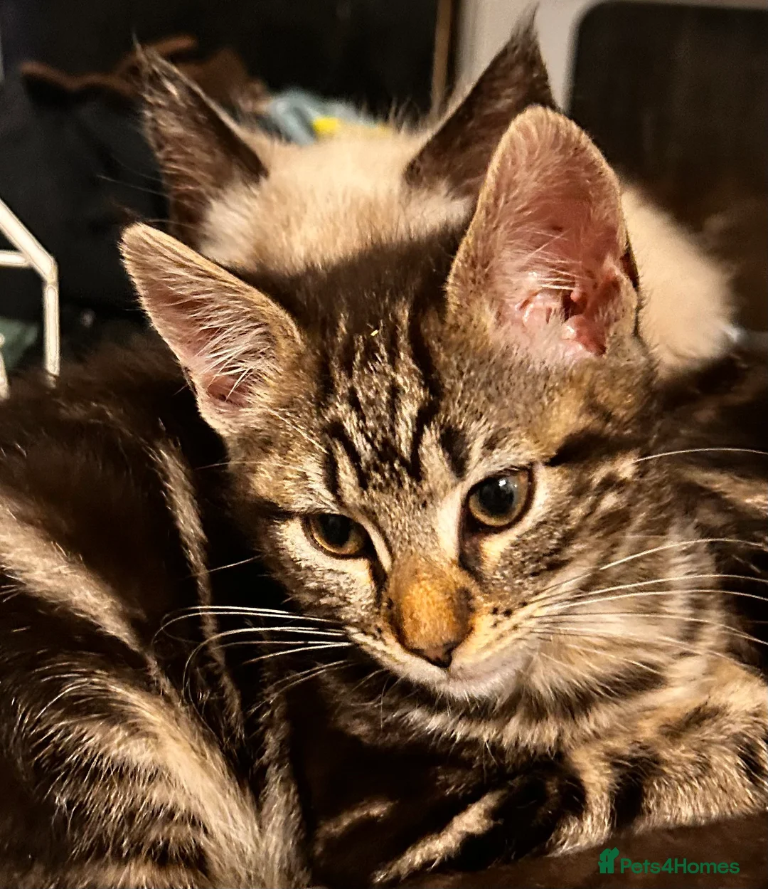 Maine Coon cats for sale: Gorgeous maincoon cross bengal baby girls - Advert 5