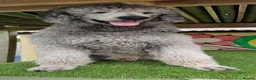 Standard Poodle dogs for stud: 💙 Stunning Silver Standard Poodle Stud 💙 in Rugby - Advert 9