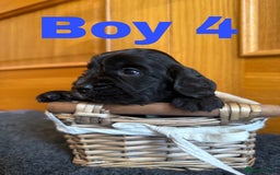 Cocker Spaniel dogs for sale: Beautiful Purebred Cocker Spaniel Puppies - Advert 6