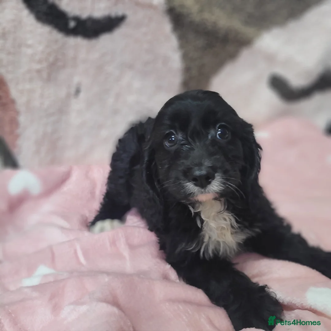 Cavapoo dogs for sale: You F1 Cavapoo puppies - Advert 2