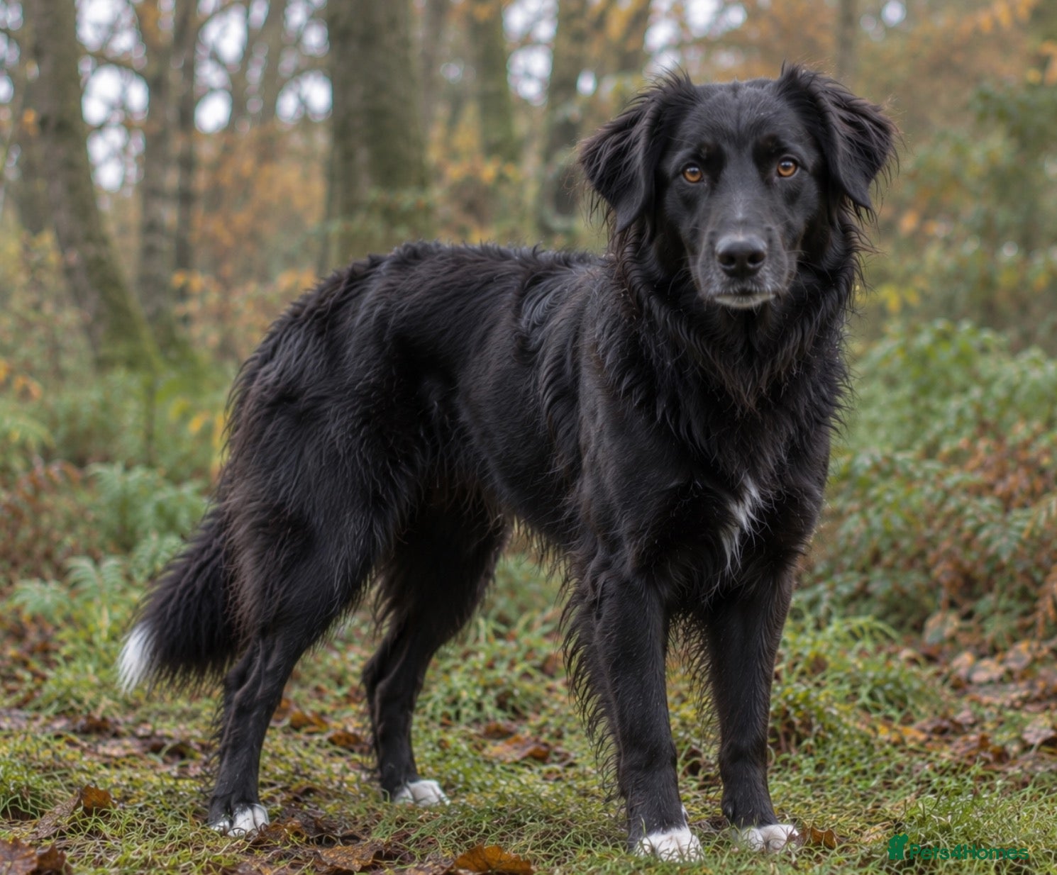 Mixed Breed dogs for sale: Border Collie x Golden Retriever Temperament Bred - Advert 11