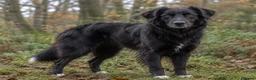 Mixed Breed dogs for sale: Border Collie x Golden Retriever Temperament Bred - Advert 1