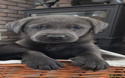 Labrador Retriever dogs for sale: 🩶 beautiful silver/Charcoal KC reg puppies 🩶 - Image 3