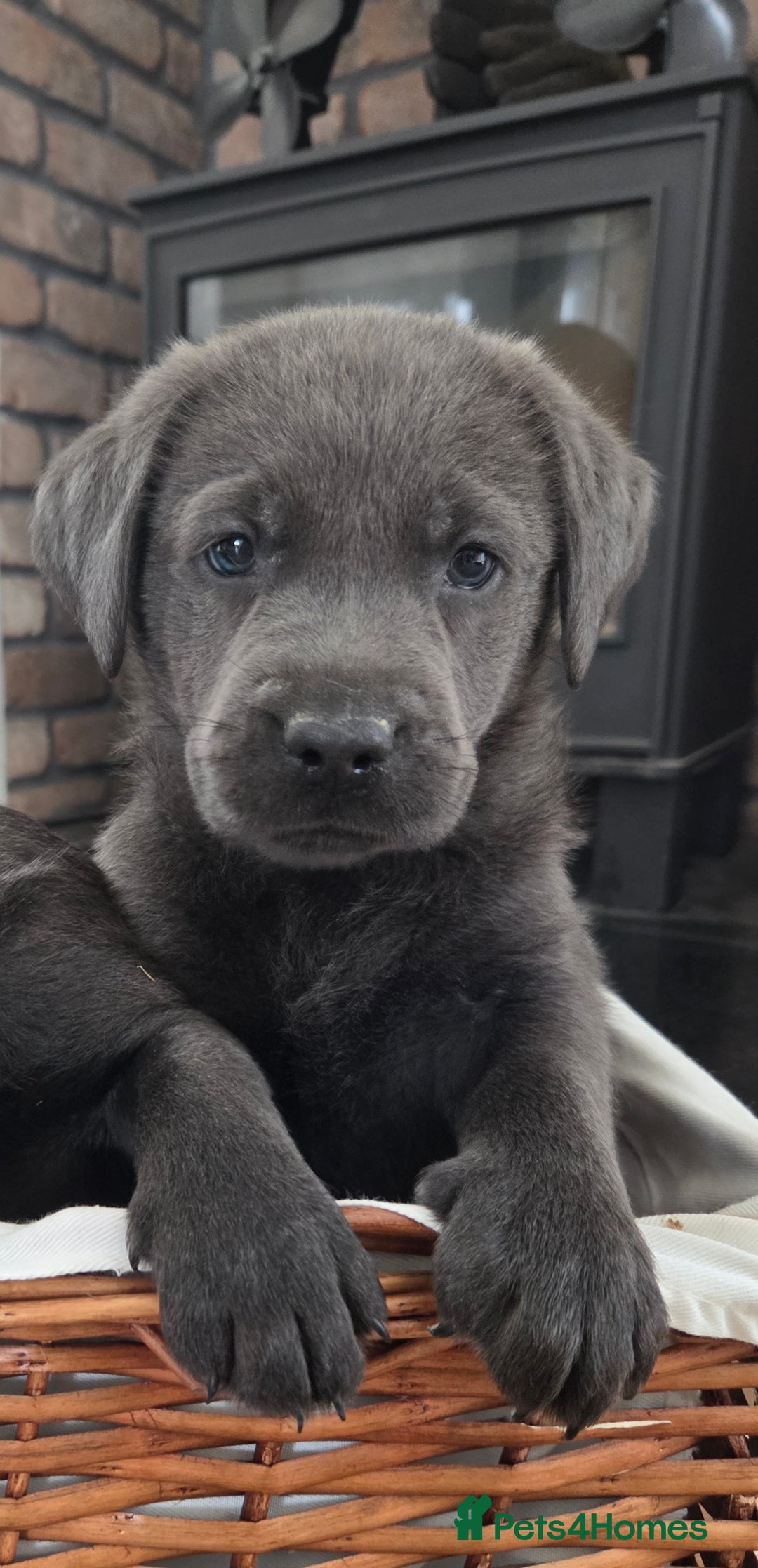 Labrador Retriever dogs for sale: 🩶 beautiful silver/Charcoal KC reg puppies 🩶 - Image 3