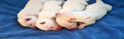 Samoyed dogs for sale: KC Samoyed puppies  in Livingston - Advert 6