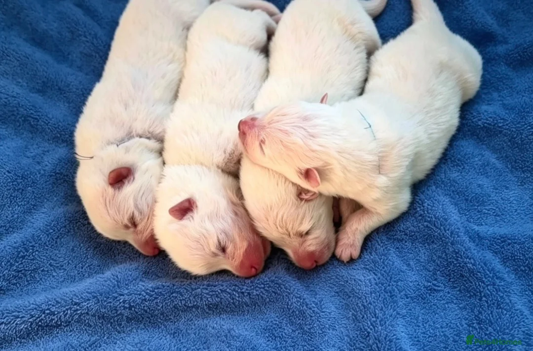 Samoyed dogs for sale: KC Samoyed puppies  in Livingston - Advert 6
