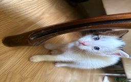 Mixed Breed cats for sale: FREE KITTENS ready 4home💖2 kittens open to offers - Image 12
